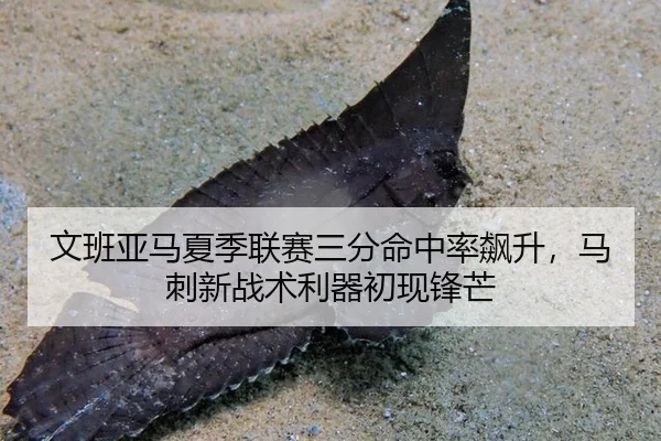 文班亚马夏季联赛三分命中率飙升，马刺新战术利器初现锋芒